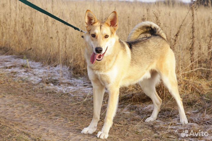 Метис лайки Рудик