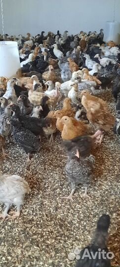 Цыплята