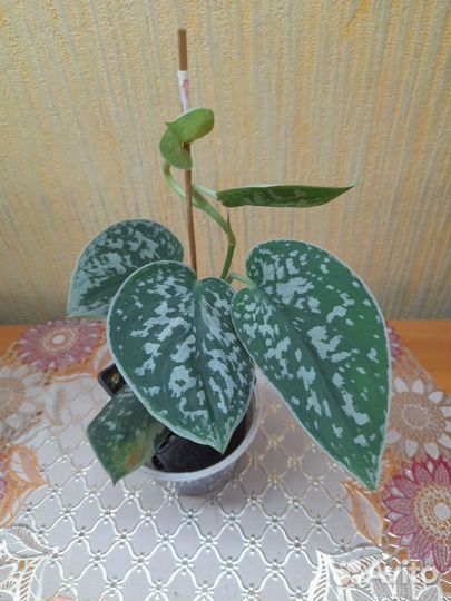 Сциндаптусы сортовые