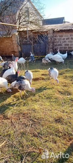 Индюки домашние