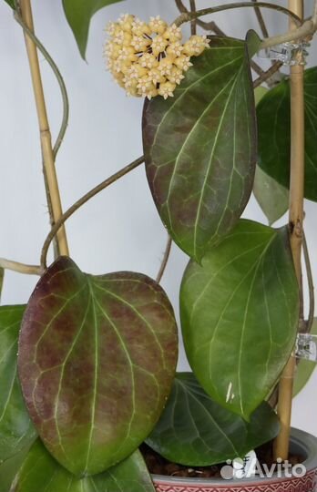 Хойи взрослые