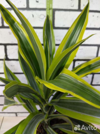 Пальма драцена Лемон Лайм