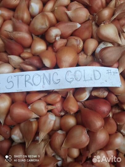 Луковицы тюльпанов