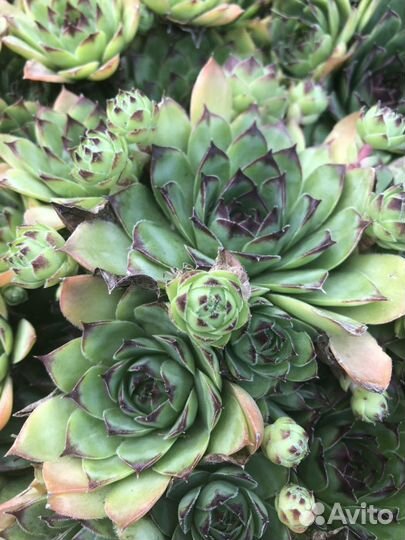 Каменная роза