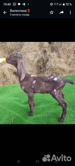 Гуси, козлята