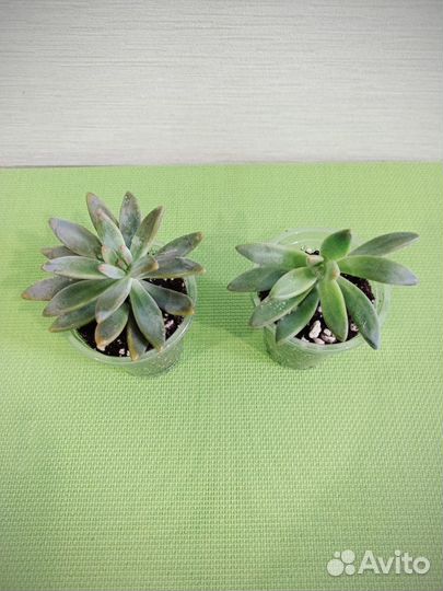 Седеверия Блю Мист