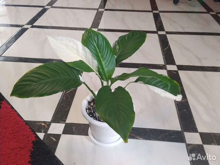 Женское счастье (разных сортов) коллекционные