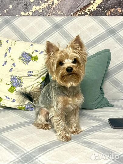 Щенки Йорка