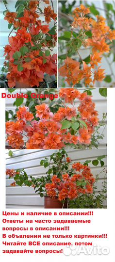 Бугенвиллеи сортовые,все в тексте объявления