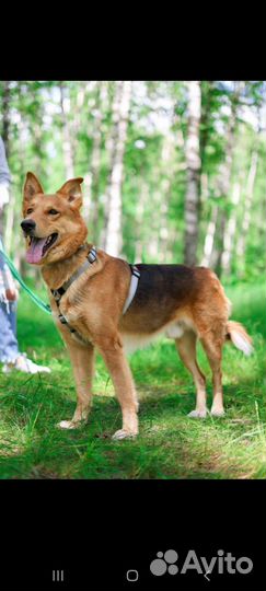 Собака живёт в приюте