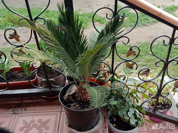 Пальма цикас Революта