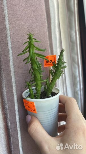 Суккуленты за сто рублей