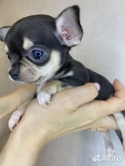 Щенки чихуахуа мини