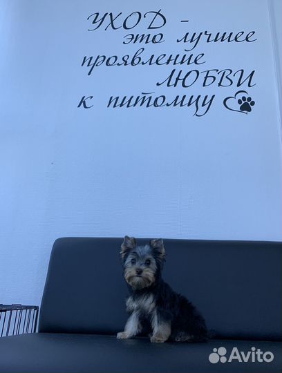 Груминг. стрижка собак и кошек