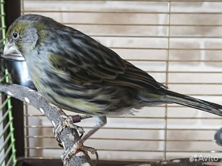 Кенара и канарейки