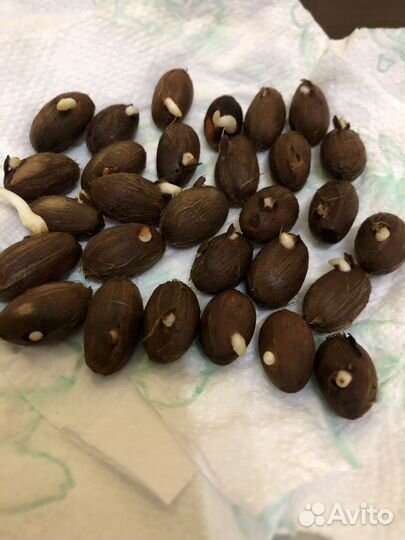 Пальма хамеропс