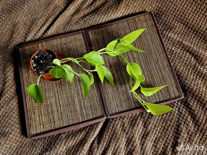 Коллекция растений. монстеры, эпипремнум, каладиум