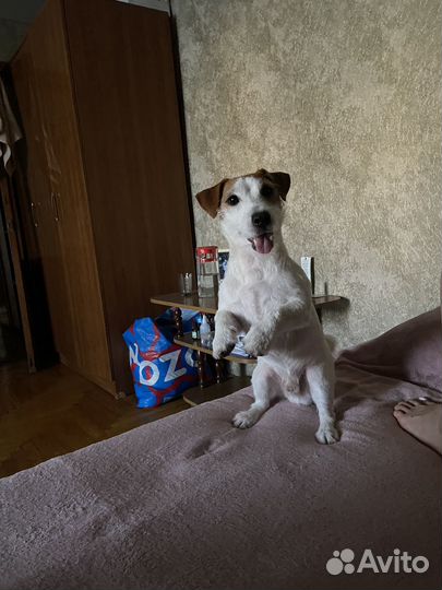 Вязка джек Рассел терьер