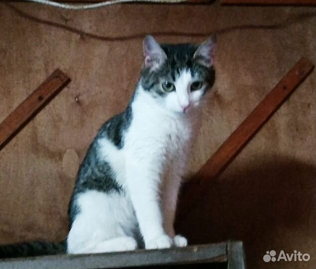 Котёнок Миха в поисках семьи