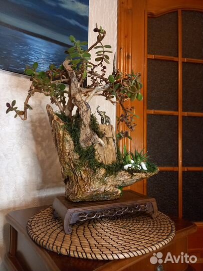 Дерево бонсай живое