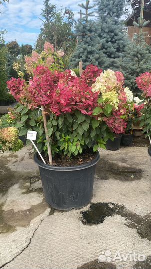 Гортензия в ассортименте