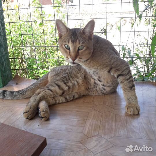 Кошка чаузи