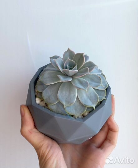 Суккуленты