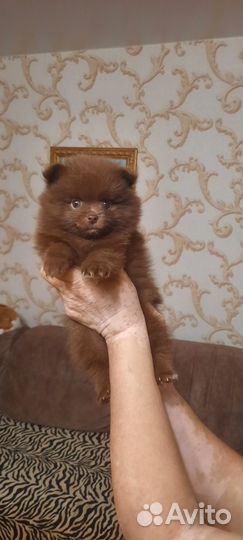 Шпиц немецкий средний