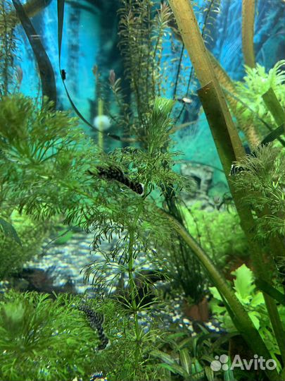 Сомики анциструсы