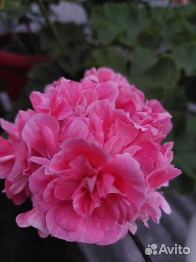 Пеларгония сортовая