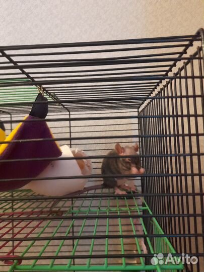 Отдам крысу девочку полусфинкса