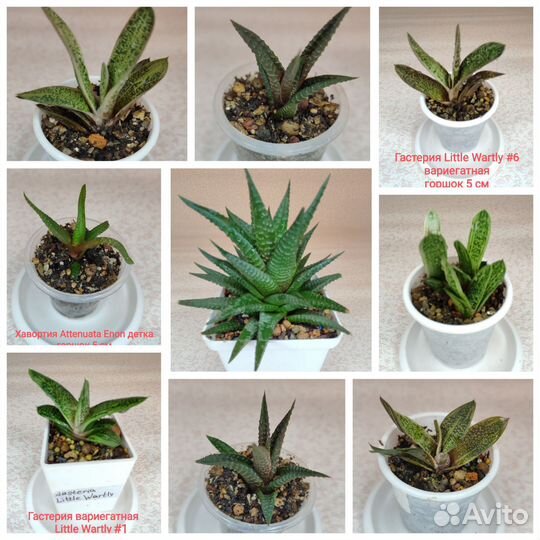 Хавортия, Гастерия вариегатная