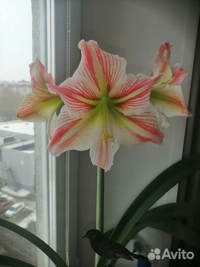 Гиппеаструм