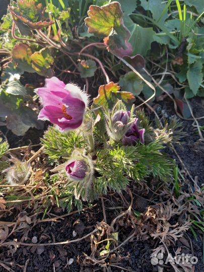 Растения для сада