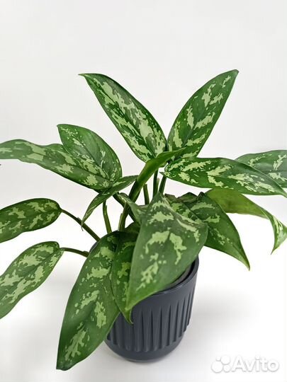 Аглонема Мария Aglaonema Maria