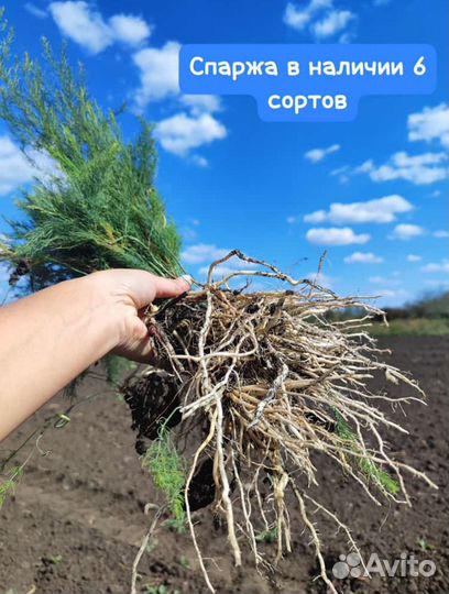 Саженцы спаржи оптом