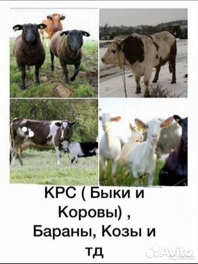 Бык корова баран