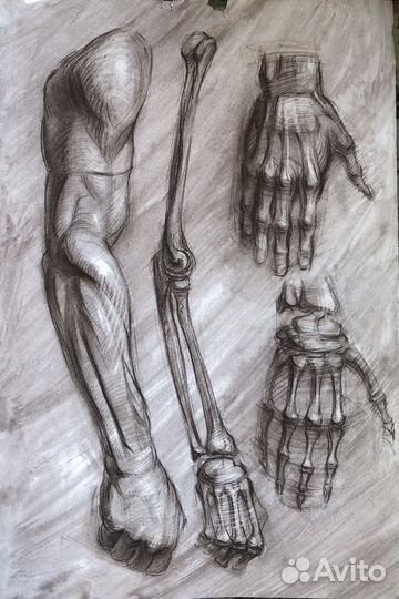 Анатомический рисунок, сепия