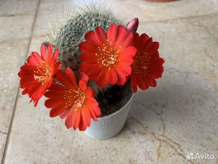 Кактус Ребуция укоренённые детки