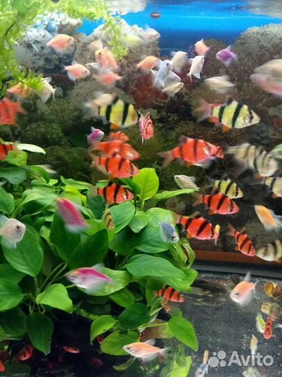 Рыбы,улитки,сомы