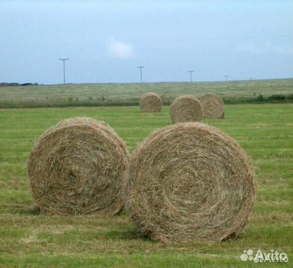 Сено в рулонах