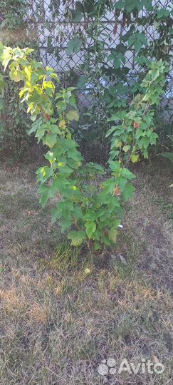 Смородина чёрная Селеченская