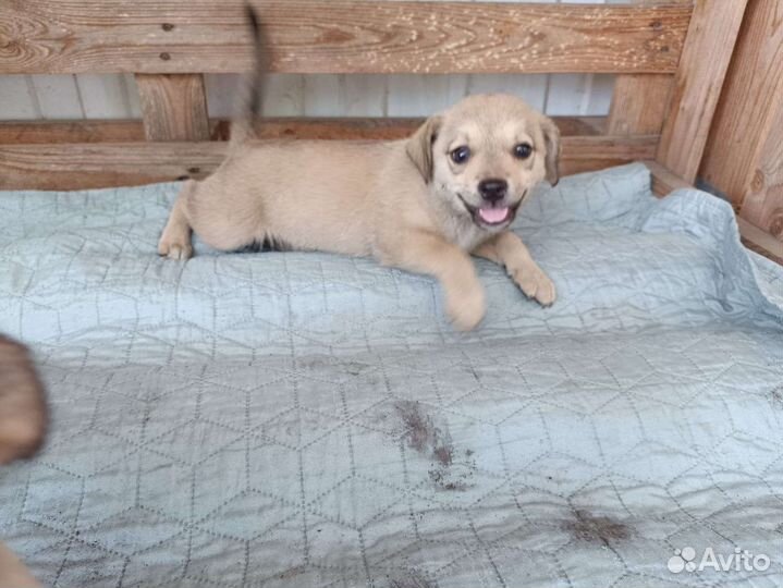 Щенки в добрые руки