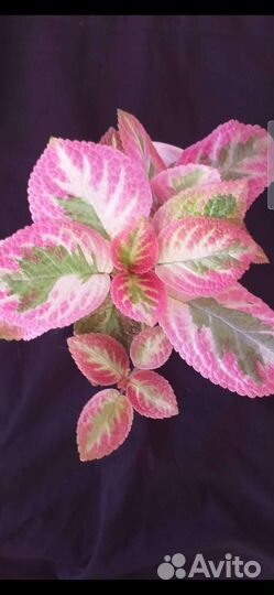 Эписция акварелька