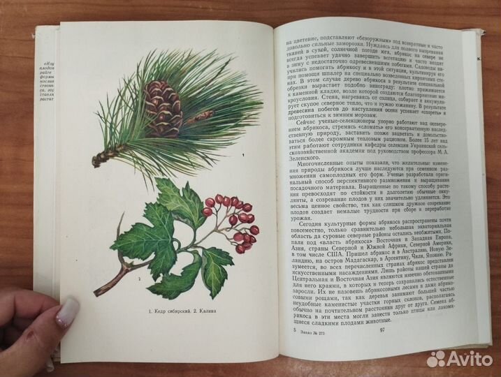 Ивченко С.И., Руденко В.Ф. Лесные плодовые растени