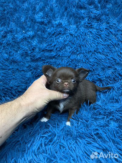 Шоко мальчик чихуахуа