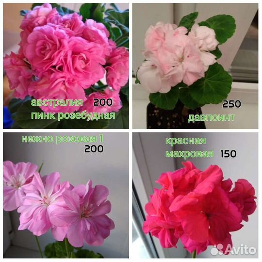 Пеларгонии герани