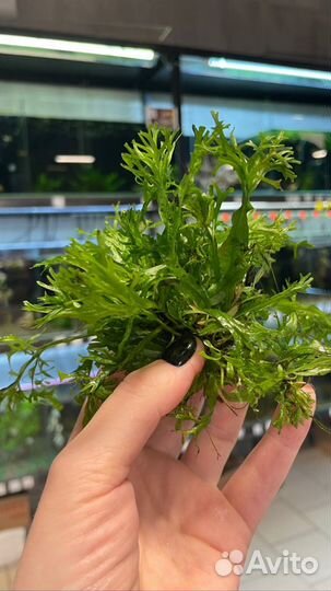 Анубиас нана и других растения для аквариума