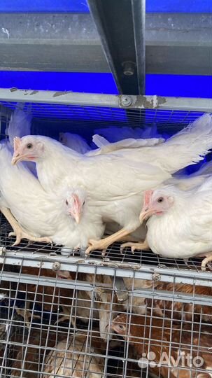 Куры молодки