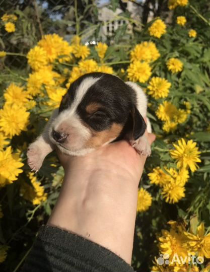 Эстонская гончая щенки